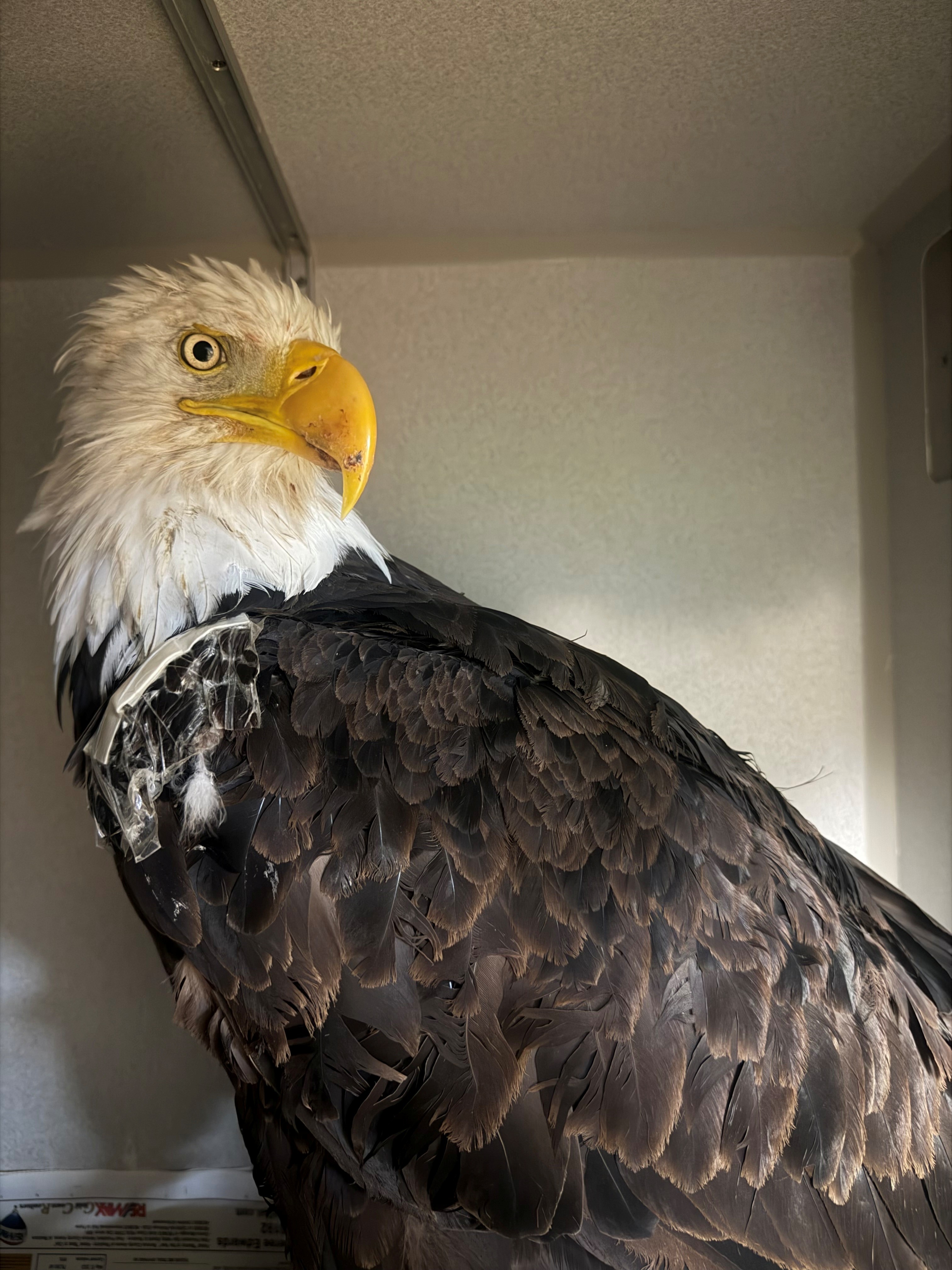 Photo of Jackie the Bald Eagle in a medical enclosure.jpg